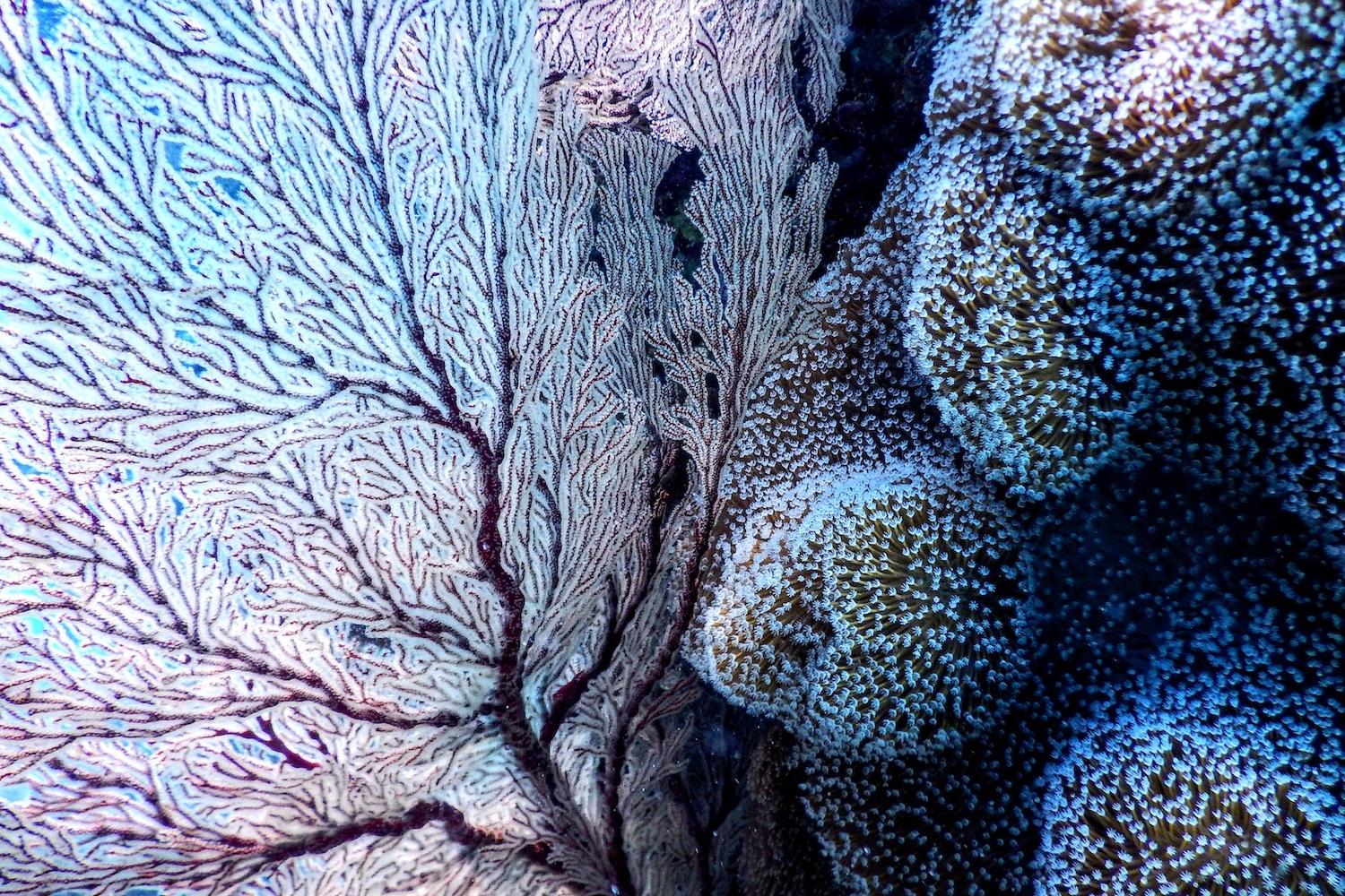 Coral Reefs